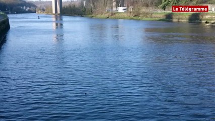 Morlaix. Un dauphin aux écluses !
