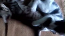 Naughty Kittens playing Part-3 !! Sweet Cats !! Friendly Pets