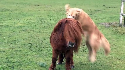 Dogs And Ponies Are Not Only Human’s Friends, But Also Each Other’s