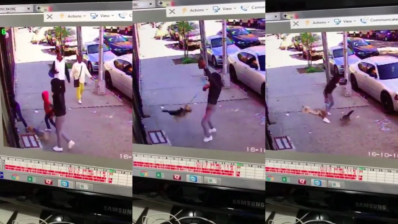 Comment ne pas protéger son chien d'une attaque de chat