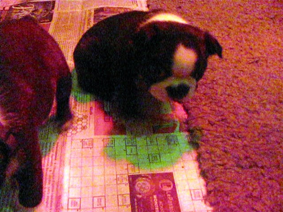 Bébés Bostons Terriers, 1 mois