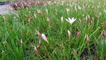 Zephyranthes Candida