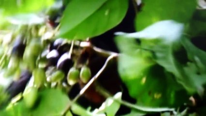 【捕食】チンパンジーが大好物のアカコロブス(猿)を群れで襲い捕食する映像