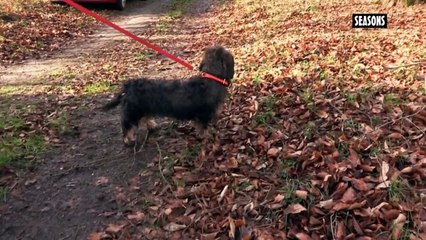 LeTeckel,petit chien,grand chasseur