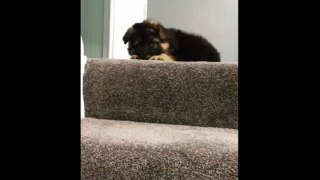 German Shepherd puppy argues with owner about going down the stairs