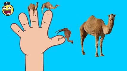 Finger family song | Animals Dog,Cow,Zebra,Camel,Goat Finger family rhyme