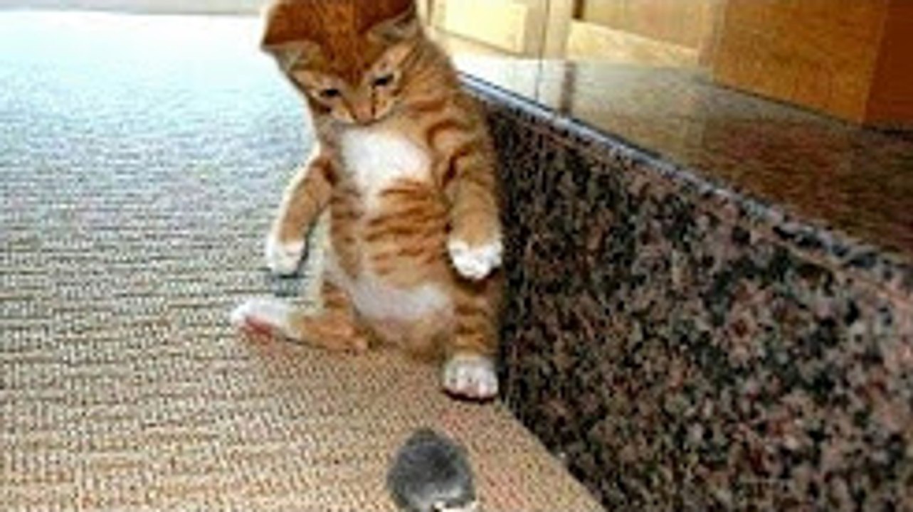 YOU AIN'T GONNA PASS WITHOUT LAUGHING - Ultimate FUNNY animals VIDEO