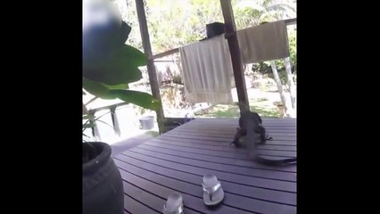 Ces mini-Godzillas sont absolument terrifiants !