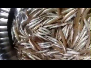 Ayira meen is special fish in tamilnadu | அயிரை மீன்