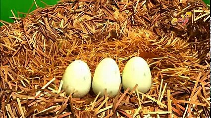 براعم : نان وليلي - العصفورة والبيض - يوتيوب