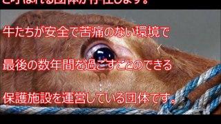 【閲覧注意】食肉加工場へ向かう牛があまりの恐怖に泣き始める世界の現状を考えさせられる高値で売買される生体パーツ