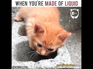 Bulunduğu Kabın Şeklini Alarak Sıvı Olduğu  Kanıtlayan Kedi