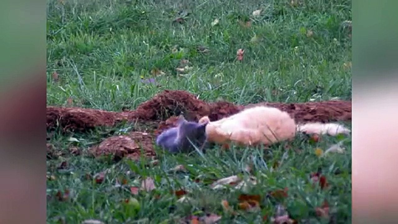 Kitty Got Claws: Funniest Crazy Cats Videos, Clips & Compilation