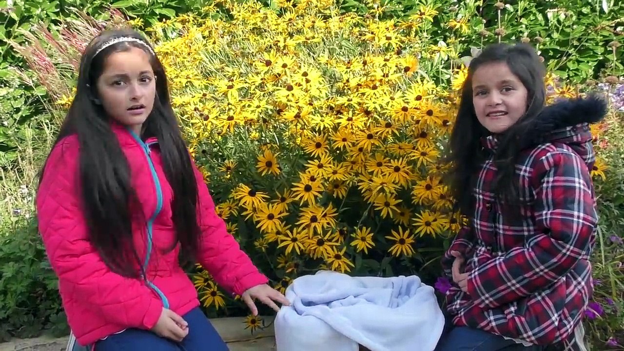 Hatchimals Hatching A New Baby! 2016 Christmas Wish List Toy Hatchimals Surprise Eggs-sm69dw1qfxk