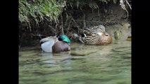 2 Male Ducks Fighting for the Female Duck