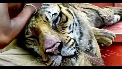 【放送事故】映っちゃった最高なとんでもない映像集！伝説の放送事故！ 海外面白映像からハプニング・事故レベルまで⑤