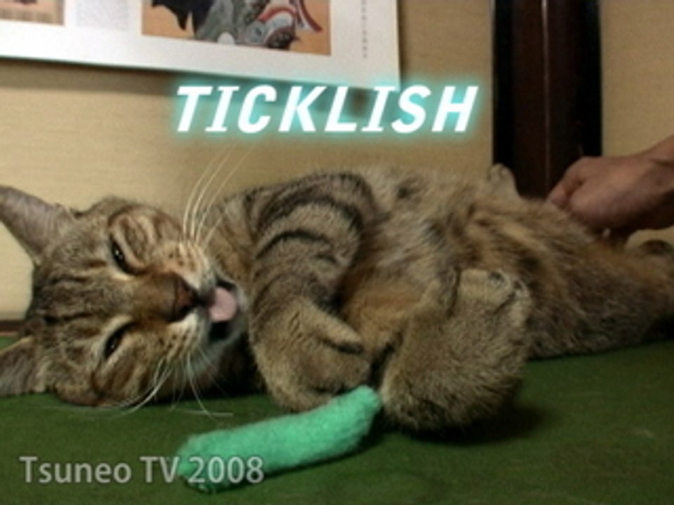 Ticklish cat