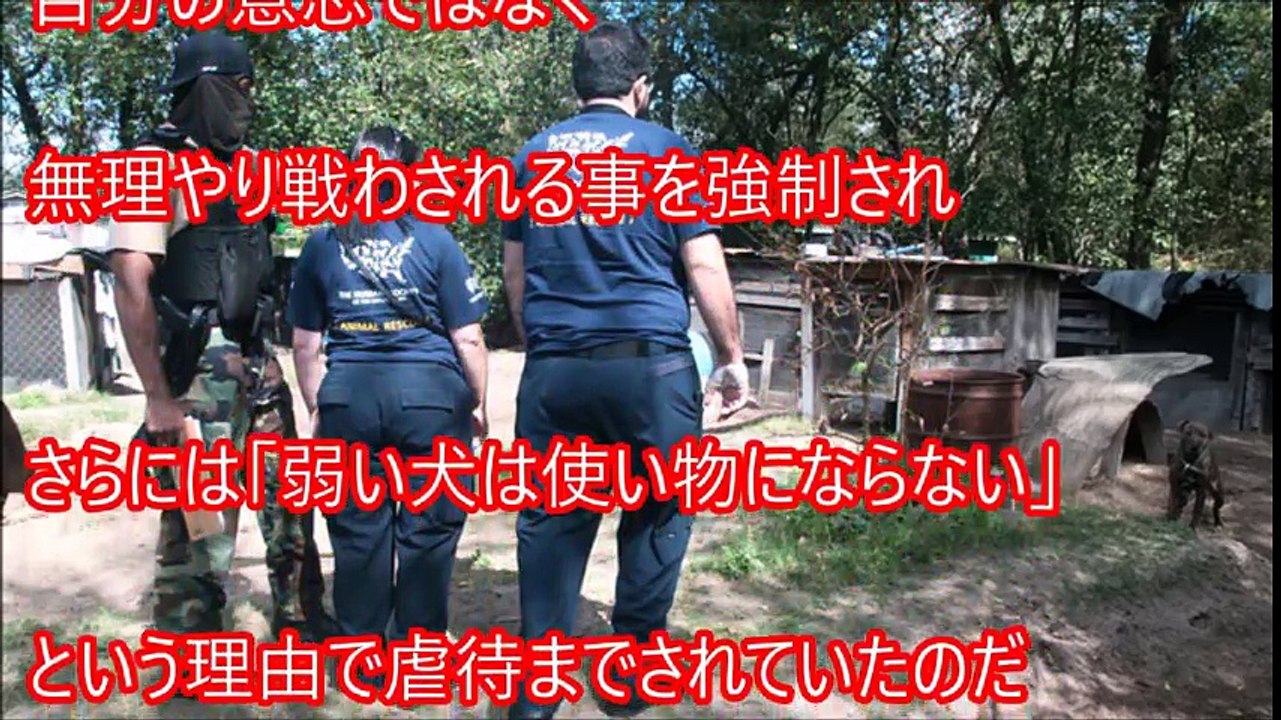 【感動】闘犬に出され虐待されてきた犬の余生と 愛犬家 山本キッド徳郁の闘犬批判