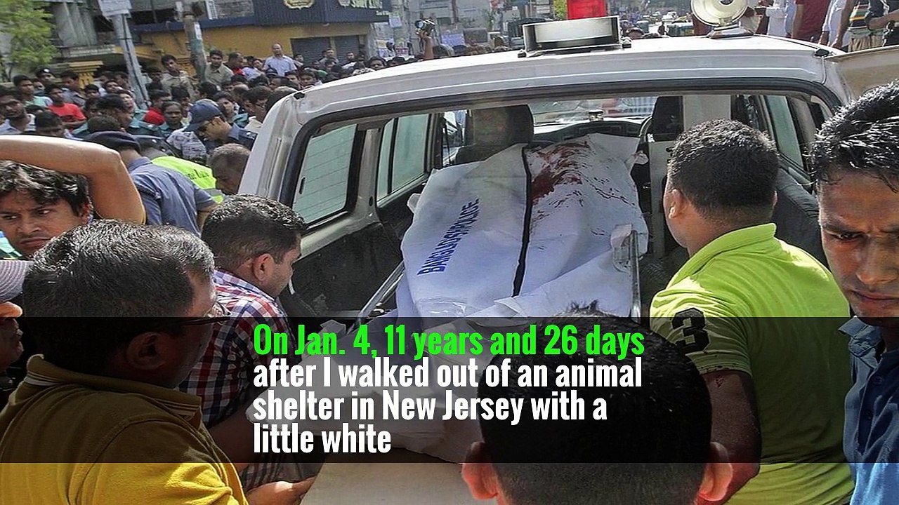 I still tell myself that I killed Emily, despite the veterinarian telling me, after her body had been taken away, while I gripped both a counter and a vet tech to keep from collapsing,