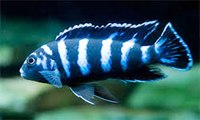 Demasoni cichlid / Dawrf mbuna aquarium fish species profile. Watch video !!!