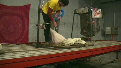 D!CI TV : Speed Shear, 1er concours de rapidité de tonte à Savournon