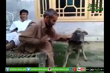 A Dog Playing With a Man But Man Is Very Afraid Of It.