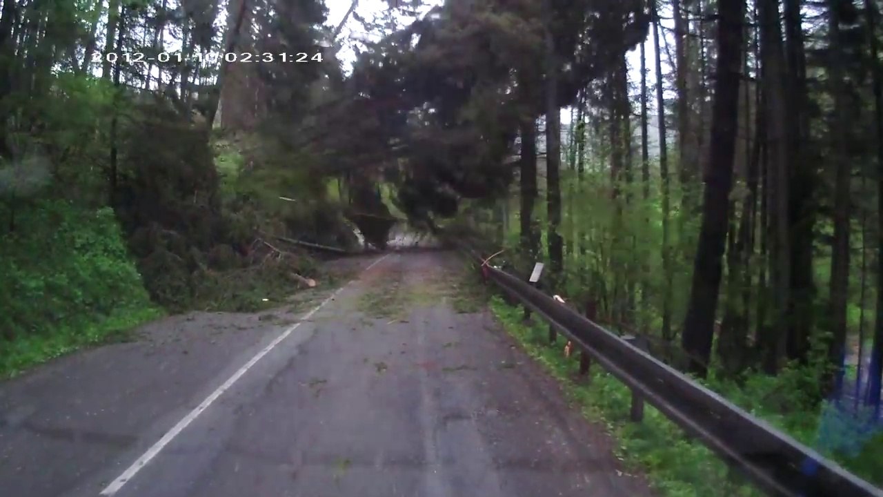 Attaqué par des arbres en pleine route de forêt