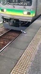 Голубь-заяц и электричка