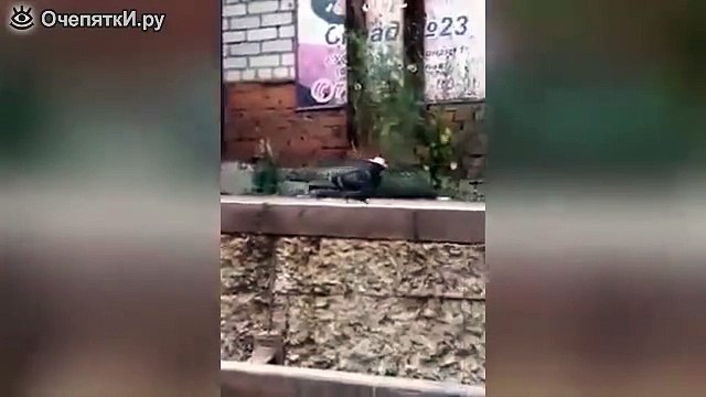 Голубь-ковбой