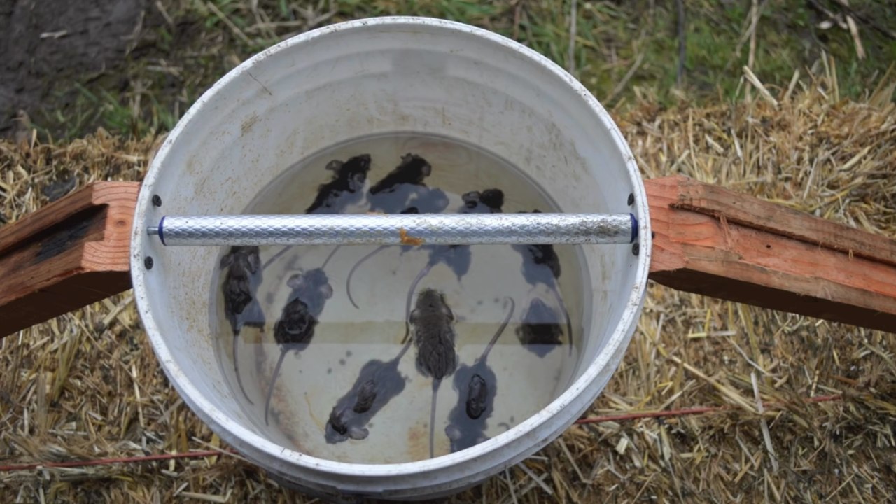 Basit Ama Etkili Bir Fare Tuzağı