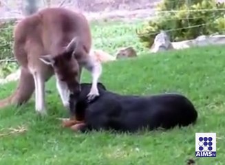 کینگر و کا کتے سے ایسا والہانہ پیار