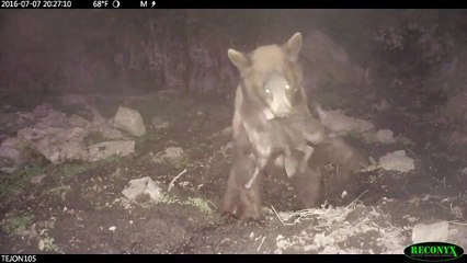 Un ours attaque un marcassin et se fait charger