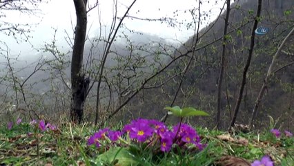 Giresun'da Kış ve Bahar Bir Arada