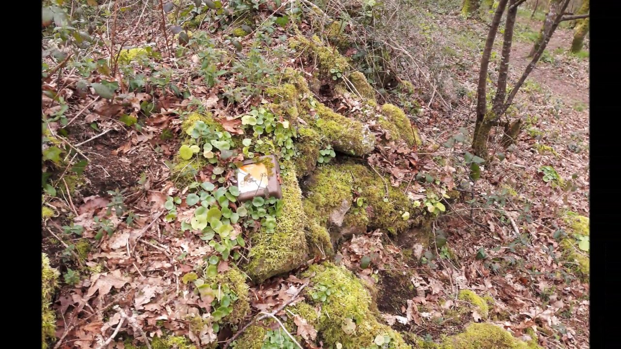 Entraînement Course d'Orientation