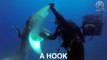 Un requin blessé demande de l’aide à un plongeur