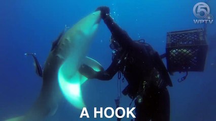 Download Video: Un requin blessé demande de l’aide à un plongeur