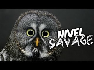 Laughs assured (LEVEL: SAVAGE) | The Best Videos Of Laughter 2017