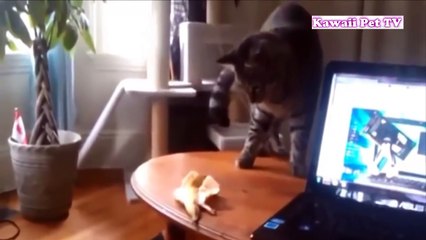 ベスト猫ドッキリ」何回見ても笑っちゃう猫ハプニング・可愛い過ぎる