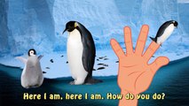 Penguin Finger Family Sea Animale | Pinguin Pingu Madagascar Penguin Pororo 뽀로로 Daddy Fing