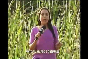 Bola de luz abre Clareira no meio da mata em Contagem   MG