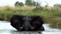 Botswana sleeping Elephant