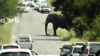Watch next when Elephant Angry