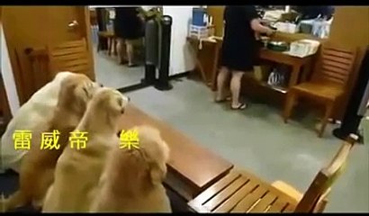 videos funny - Four Dogs Praying Before Dinner in China