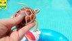 Toys review toys unbole. Turtle robot rofofish unboxing toys