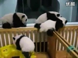 Funny Cute baby Panda street fight