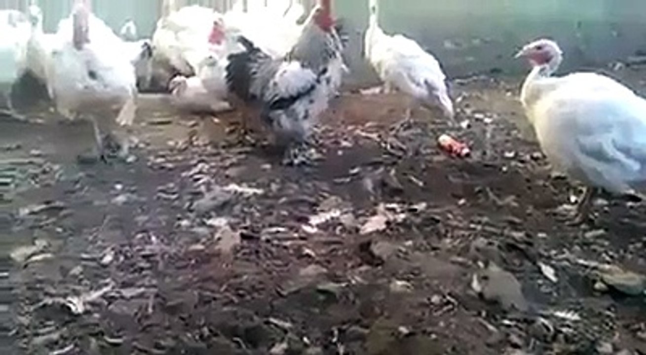 (57) ‫ایک بار دیکھیں بار بار دیکھیں گے اور گارنٹی سے... - Uos university of sargodha‬