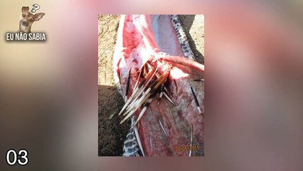 8 COBRAS QUE SE DERAM MAL TENTANDO COMER SUAS PRESAS