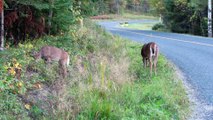 10 ANIMAIS FOFOS QUE PODEM TE MATAR