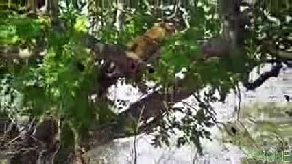Wild Animal Attacks Leopard Hunting chasing