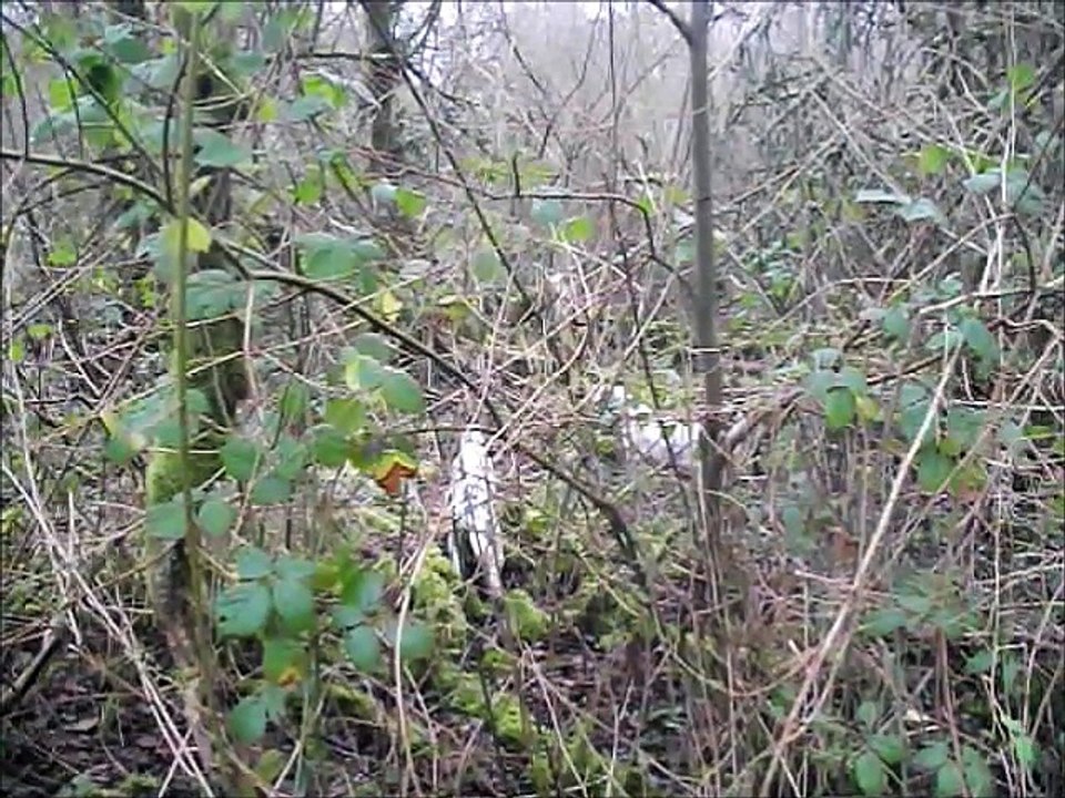 Chasse à la bécasse en Bretagne
